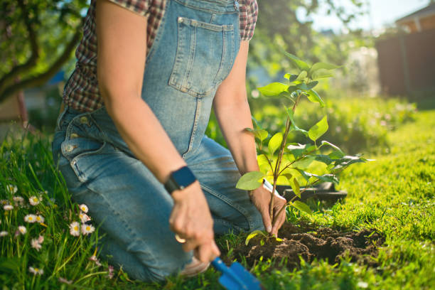 istock Pregnant woman planting a tree 1329658017