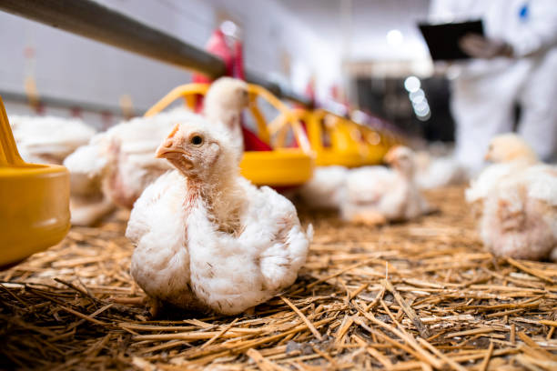 Fast growing chicken at modern poultry farm for meat production. Fast growing chicken at modern poultry farm for meat production. animal husbandry photos stock pictures, royalty-free photos & images