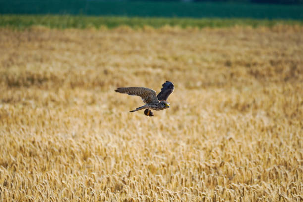 istock Flying kestrel with a field vole 1329658212
