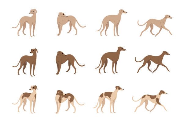 개 - whippet stock illustrations