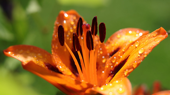 Orange Tiger Lily flower closeup with rain drops on petals.Water drop on the petal of the orange Tiger Lily flower close up. Lily, flower in the garden, ornamental flowerbed. Raindrops. Lilium.