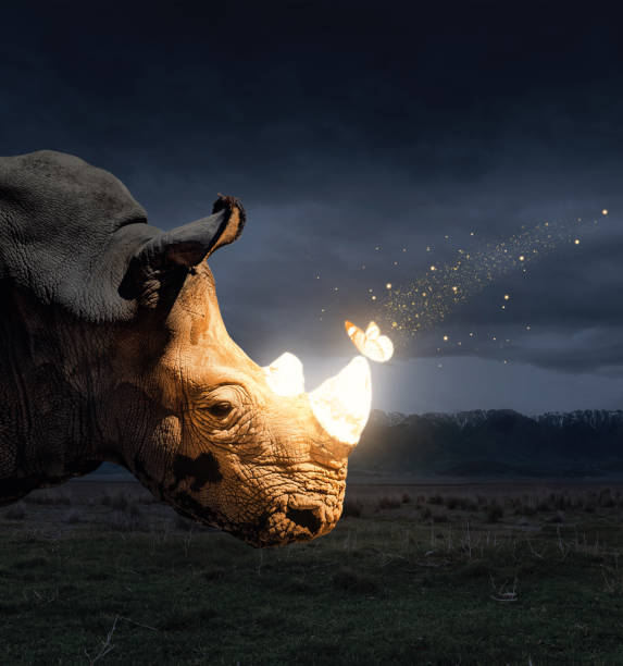 Magical butterfly sitting on the rhino