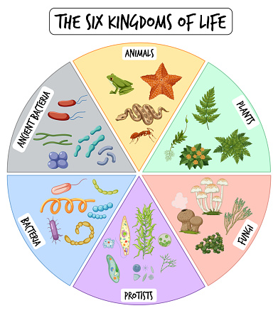 Information poster of six kingdoms of life illustration