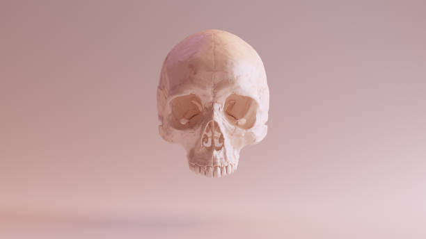 istock Flesh Coloured Human Female Skull Medical Anatomical Front 1329659994