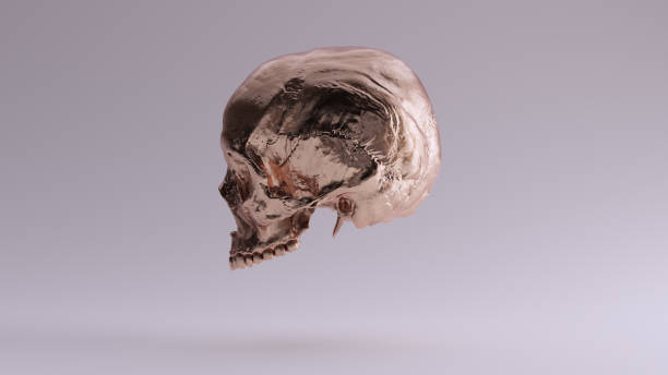 istock Bronze Human Female Skull Medical Anatomical with Teeth Left Side 1329660167