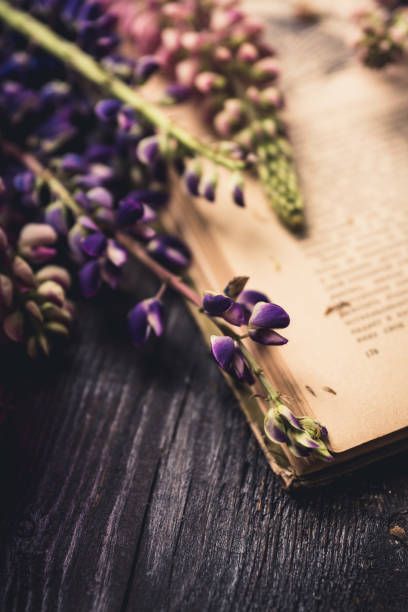 istock Colorful lupine flowers on the rustic background in atmospheric environment. Selective focus. Shallow depth of field. 1329660732