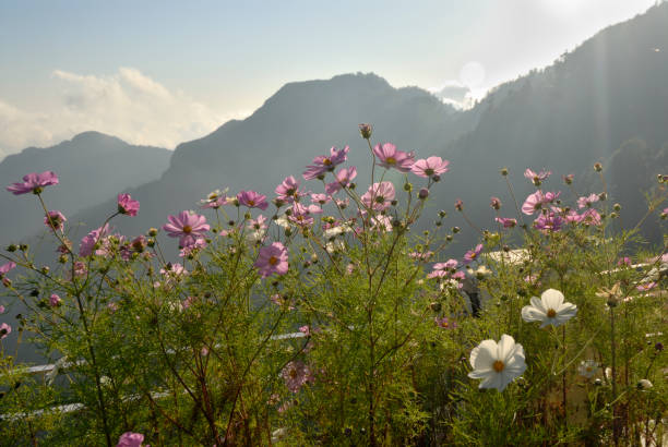 Mountain with colorful flowers in evening light at Kaddukhal state Uttarakhand India