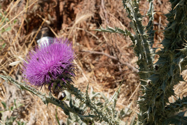 silybum marianum cardo de leche flor púrpura en las montañas - diken fotografías e imágenes de stock