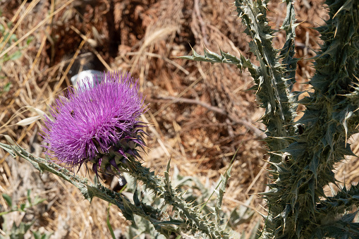 A prickly purple thistle in closeup, showcasing its spiky beauty. Summer's wild flower on a brown background.