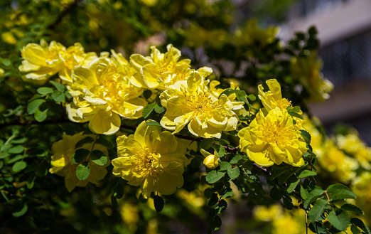 Yellow flowers blooming in spring