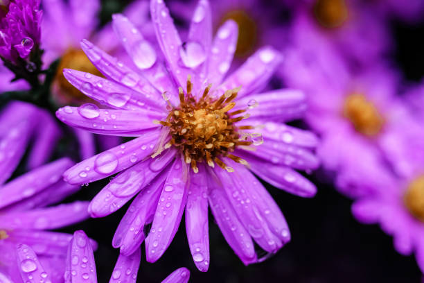 istock purple flowers in raindrops 1329662020