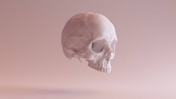 istock White Human Female Skull Medical Anatomical 1329662042