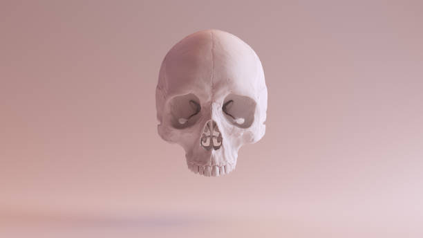 istock White Human Female Skull Medical Anatomical 1329662341