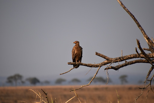 A brown bird of prey perched on a dead branch with acacias in the background