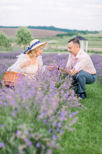 Fragrant lavender. Field of lavender bushes in summer. Happy mature beautiful couple, man and woman, harvesting lavender flowers and enjoying the scent aroma