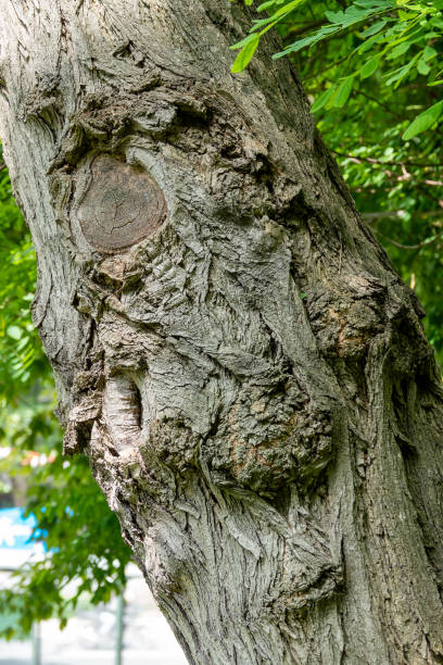 istock Wood Bark As Perfect Background 1329663458