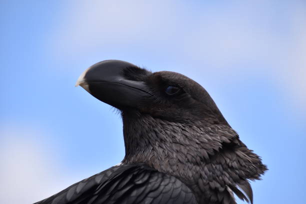 istock Ngorongoro Crater raven 1329663638