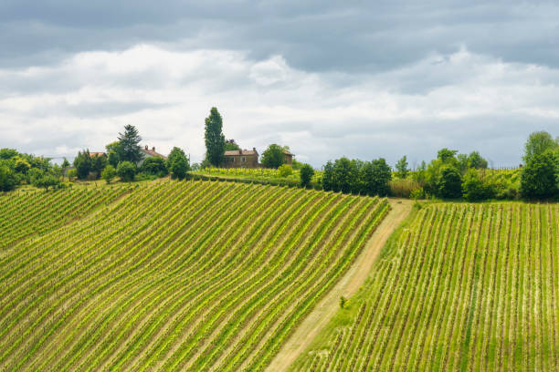 istock Vineyards in Oltrepo Pavese, italy, at springtime 1329663738