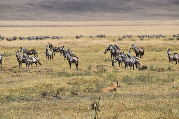 istock Ngorongoro Crater lioness in the grass 1329663974