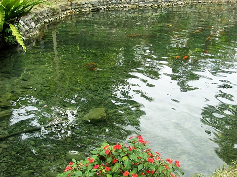 Crystal-clear waters of a pond with koi fish swimming, with small red flowers in the pondside