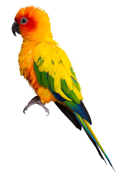 Parrots, Sun Cornure, yellow and green. Parrots are raised independently. Can fly as needed. cute bird or pet naturally reared Not caged or chained, able to fly freely. isolated on white background. loros, sun cornure, amarillo y verde. los loros se crían de forma independiente. puede volar según sea necesario. lindo pájaro o mascota criado naturalmente no enjaulado o encadenado, capaz de volar libremente. aislado sobre fondo blanco.