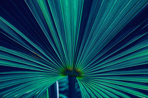 istock abstract palm leaf background, closeup blue leaves texture 1329665619