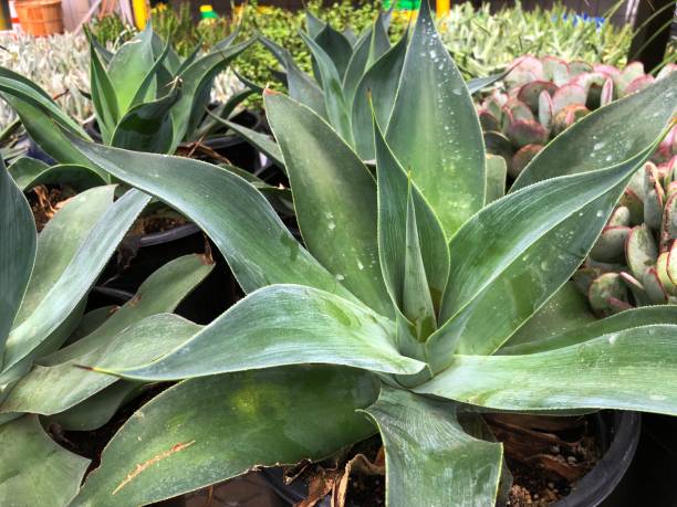 Succulent plants with shard edge leaves