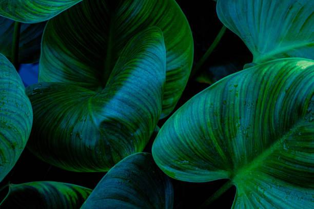 istock closeup nature view of green leaf texture background 1329666639