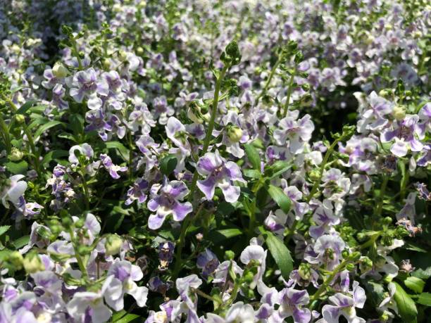 Cropped shot of white and purple angelonia flowers Cropped shot of white and purple angelonia flowers angelonia stock pictures, royalty-free photos & images