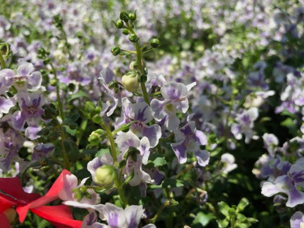Medium close up of of white and purple angelonia flowers, side view Medium close up of of white and purple angelonia flowers, side view angelonia stock pictures, royalty-free photos & images