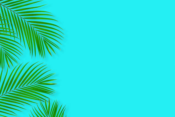 istock Creative layout of colorful tropical  palm leaf on pastel blue background. minimal summer exotic concept with copy space, flat lay. 1329666823