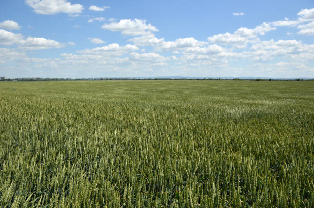 istock green wheat field with blue sky and white clouds 1329666911