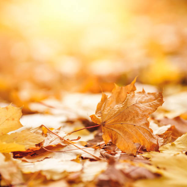 istock Autumn Leaves Background 1329666950
