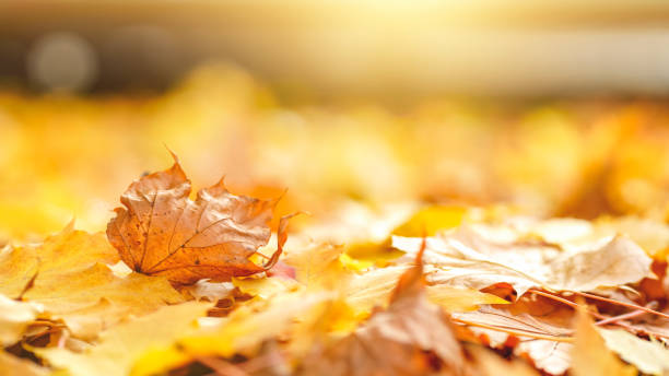 istock Autumn Leaves Background 1329666951
