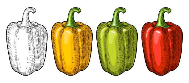 ilustrações de stock, clip art, desenhos animados e ícones de whole red, green, and yellow sweet bell peppers. vintage hatching vector illustration. - pimento