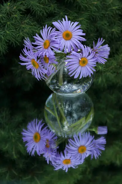 Purple daisies in a transparent vase on a green background with space for your text.Beautiful floral bouquet and its mirror image on a green background.A beautiful bouquet daisies.Flowers background.