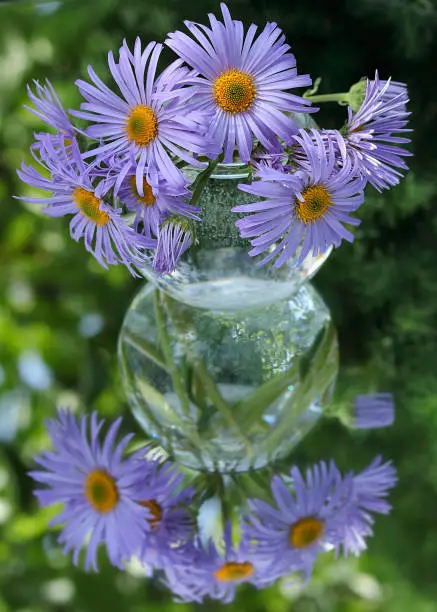 Purple daisies in a transparent vase on a green background with space for your text.Beautiful floral bouquet and its mirror image on a green background.A beautiful bouquet daisies.Flowers background.
