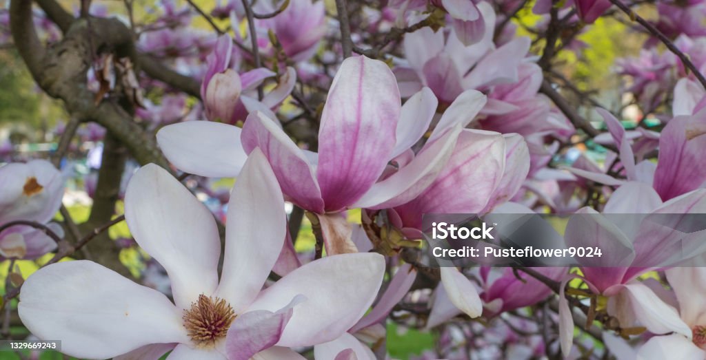 Many blossoming Pink Magnolia Flowers Magnolia Blossom in the Park Bavaria Stock Photo