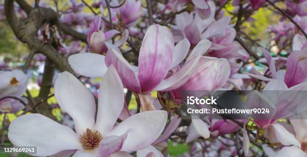 Many Blossoming Pink Magnolia Flowers Stock Photo - Download Image Now - Bavaria, Beauty, Blossom