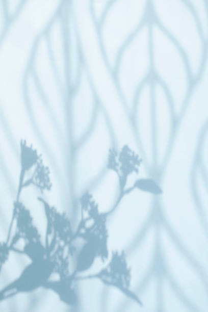 istock Background with curtains and plant shadows 1329669296