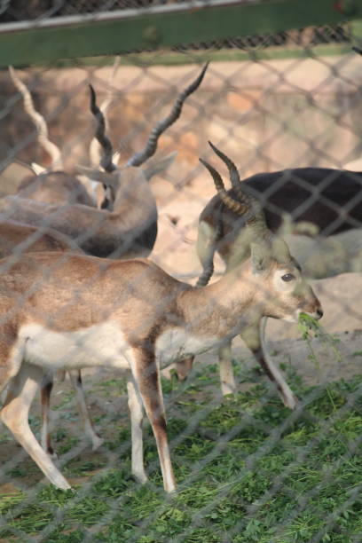 istock Black Buck through the fence 1329669462