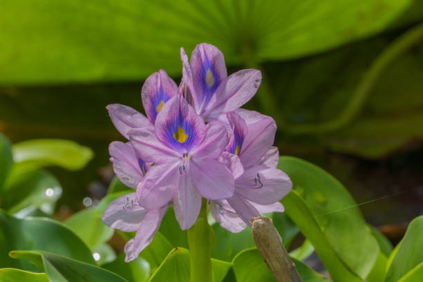 istock Violet Water Hyacinth Macro Close up 1329669487