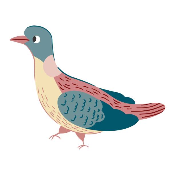 576 Drawing Of Funny Pigeon Illustrations & Clip Art - iStock 576 Drawing Of Funny Pigeon Illustrations & Clip Art - iStock