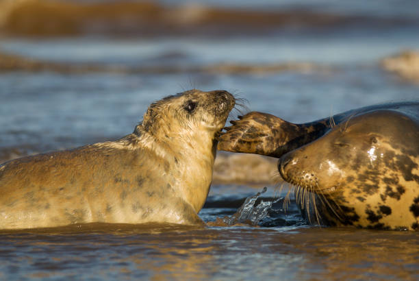 istock Grey seal - Donna Nook 1329670869