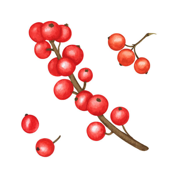 illustrations, cliparts, dessins animés et icônes de aquarelle rouge winter berry set. branche d’arbre ilex, grappe de baies de houx. plante forestière. éléments vecteurs botaniques isolés pour la conception des vacances d’automne et de noël - uncultivated autumn berry fruit branch