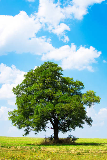 istock lush green tree on a sunny meadow 1329671203