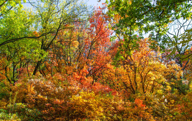 istock autumn colors red green yellow foliage trees forest 1329671222