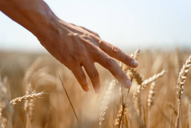 istock Farmer reaching out his hand towards the wheat 1329672718