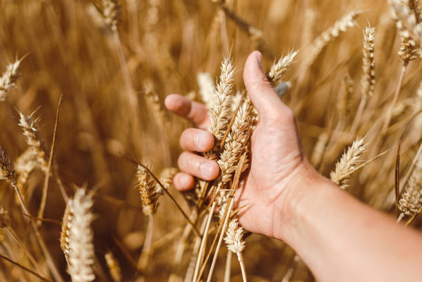 A farmer holding, touching and examining his growing wheat crops.