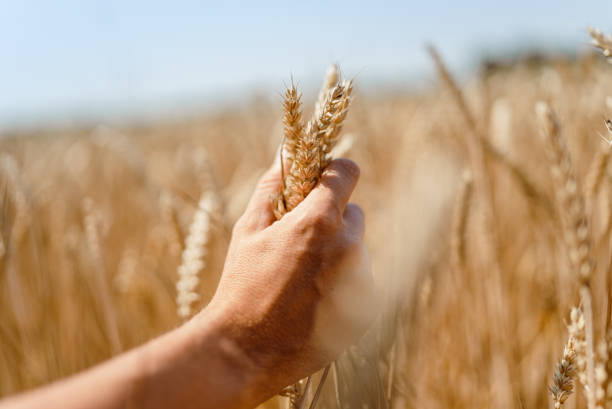 Farmer inspecting his wheat crops